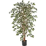 aplanta Künstlicher Chinesischer Ficus - Ivan | 150 cm,