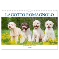 Calvendo Lagotto Romagnolo - Der Trüffelhund aus Italien (Wandkalender