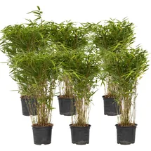 Plant in a Box - 6 Stk - Fargesia nitida 'Gansu' - Höhe 50-70cm - Topf 17cm