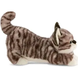 AURORA Borealis Esme Tabby Cat