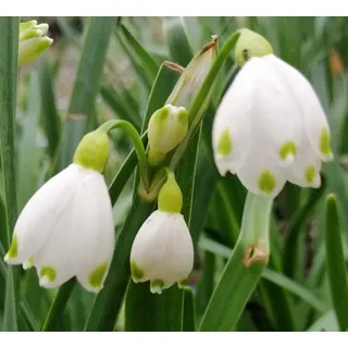 5 x Märzenbecher Knollen Leucojum Aestivum 7/8 cm Knotenblume