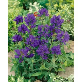 PlantaPro Campanula glomerata 'Superba' 9x9 cm Topf – Winterhart, Mehrjährig, Pflegeleicht – Knäuel-Glockenblume – Staude für Beet & Rabatte