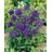 Pflanzen Für Dich Staude Campanula glomerata Superba, 1 St., Knäuel-Glockenblume, Ballonblume