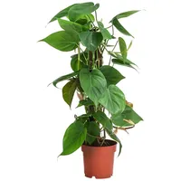 Dehner Baumfreund, Philodendron scandens, am Kratistestab, Grün