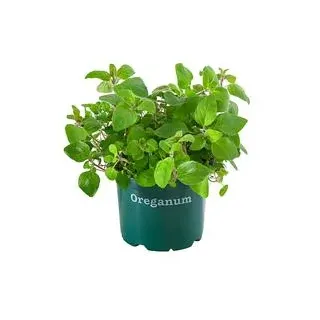 Bioland Oregano, Grün