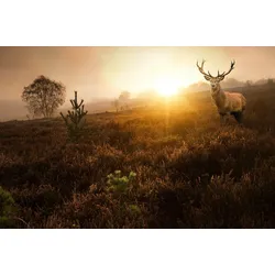 Fototapete PAPERMOON "Hirsch in Landschaft", bunt, B:3,50m L:2,60m, Vlies, Tapeten