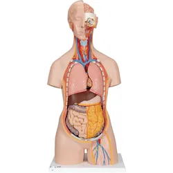 Klassik Torso Modell, geschlechtslos mit geöffnetem Rücken, 18-teilig - 3B Smart...