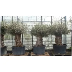 uriger, alter Olivenbaum, knorrige Olive 100 Jahre, winterhart