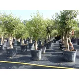 grünwaren gruenwaren jakubik Olive "Angebot" 150 - 180 cm, beste Qualität, winterhart, Olea Europaea