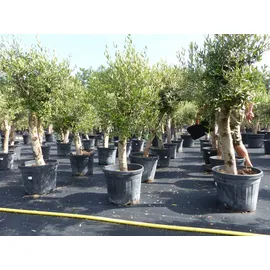 grünwaren gruenwaren jakubik Olive "Angebot" 150 - 180 cm, beste Qualität, winterhart, Olea Europaea