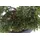 Botanic-Haus Emerald Kunstpflanze Bonsai Zeder Grün 32 cm