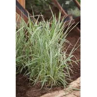 Pflanzen Für Dich Phalaris arundinacea Picta Buntes Rohrglanzgras, ca.