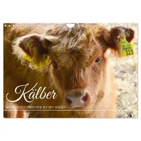 Calvendo Kälber - Kleine Herzensbrecher auf den Wiesen (Wandkalender