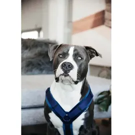 Kentucky Active Velvet Hundegeschirr Dunkelblau XXS 14-22 cm