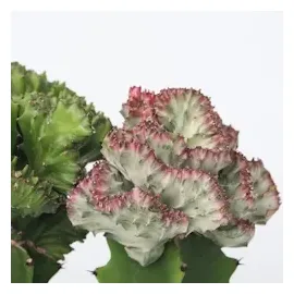 Plant in a Box - 2 Stk - Euphorbia 'Lactea' - Höhe 25-30cm