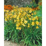 PlantaPro Hemerocallis x cult. 'Lemon Bells' 11x11 cm Topf – Winterhart, Mehrjährig, Pflegeleicht – Taglilie – Staude für Beet & Rabatte