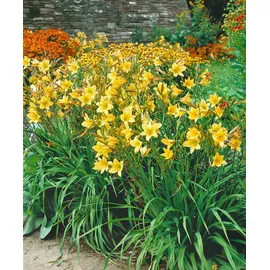 PlantaPro Hemerocallis x cult. 'Lemon Bells' 11x11 cm Topf – Winterhart, Mehrjährig, Pflegeleicht – Taglilie – Staude für Beet & Rabatte