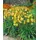 PlantaPro Hemerocallis x cult. 'Lemon Bells' 11x11 cm Topf – Winterhart, Mehrjährig, Pflegeleicht – Taglilie – Staude für Beet & Rabatte