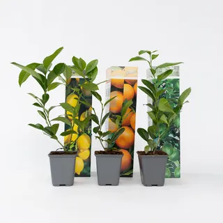 Plant in a Box - 3er Set - Zitronenbaum, Orangenbaum, Limettenbaum - Topf 9cm - Höhe 25-40cm