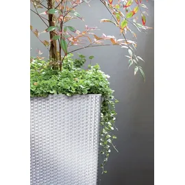 Prosperplast Rato Square 33 x 33 x 61 cm anthrazit