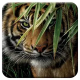 3D LiveLife Kork Matte - Smaragdwald von Deluxebase. Linsenförmige-3D-Kork Tiger Untersetzer. rutschfeste Getränkematte mit Originalkunstwerk lizenziert vom bekannt Künstler Collin Bogle