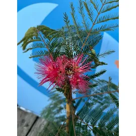 sunny-tree Sunny Tree - Seidenbaum Albizia Julibrissin 'Ombrella' - Winterharter Baum - Rosa Blüten - 150 cm