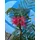 sunny-tree Sunny Tree - Seidenbaum Albizia Julibrissin 'Ombrella' - Winterharter Baum - Rosa Blüten - 150 cm
