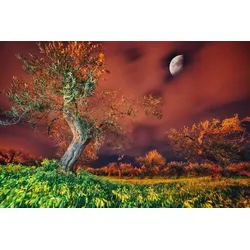 Fototapete PAPERMOON "Baum in Landschaft", bunt, B:3,50m L:2,60m, Vlies, Tapeten