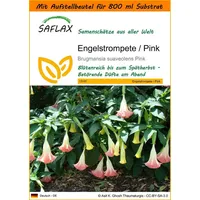 SAFLAX - Garden in the Bag - Engelstrompete/Pink -