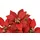 I.GE.A. Kunstblume I.GE.A. "Poinsettia im Topf", rot, B:16cm H:17cm L:16cm, Polyester, Kunstpflanzen, 2er Set Künstliche Blume Weihnachtsstern Christstern Weihnachtsdeko
