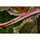 Vartco Gartenschlauch 50 m rot