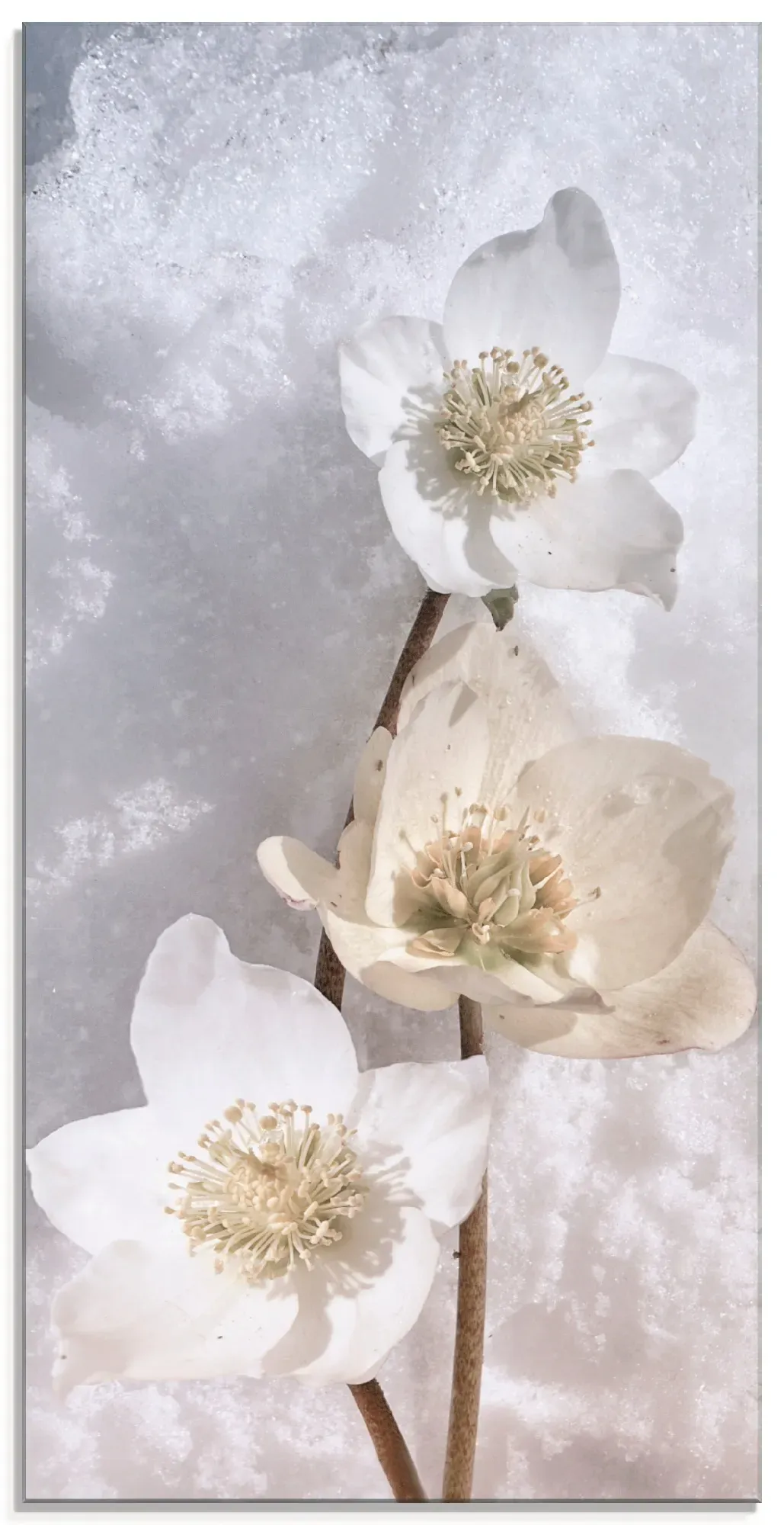 Artland Glasbild »Christrose im Schnee«, Blumen, (1 St.), in verschiedenen Größen Artland schwarz