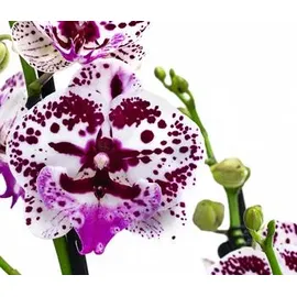 Dehner Schmetterlingsorchidee - Phalaenopsis cultivars 'Signature Speechless Elegance', Pink, Weiß