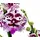 Dehner Schmetterlingsorchidee - Phalaenopsis cultivars 'Signature Speechless Elegance', Pink, Weiß
