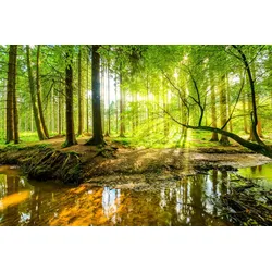 Fototapete PAPERMOON "WALD-HERBST NATUR LANDSCHAFT BÄUME DSCHUNGEL SEE BIRKEN", bunt, B:4,00m L:2,60m, Vlies, Tapeten