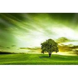 Fototapete PAPERMOON "Baum in Feld", bunt, B:4,50m L:2,80m, Vlies, Tapeten