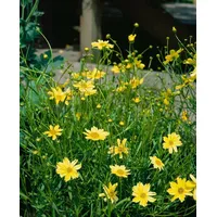 Pflanzen Für Dich Coreopsis rosea Crcme Brulee' -r- p