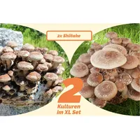 Shiitake-Pilzzuchtkulturen 2x XL, BIO