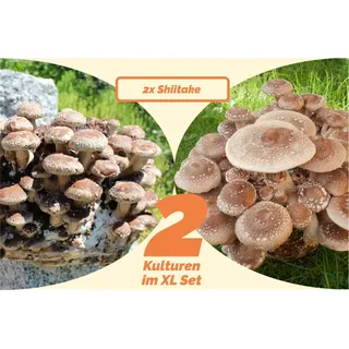 Shiitake-Pilzzuchtkulturen 2x XL, BIO