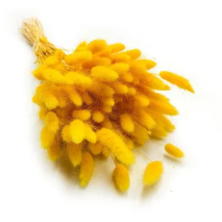 Enchanted Dekogras Getrocknetes Gras Ziergras Hasenschwänze Lagurus Ovatus Samtgras Häschen-Schwanzgras Trockenblumen Natürlich Boho 120 - 150 Stück 100 g Gelb