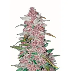 Blackberry Auto | Autoflowering Hanfsamen von Fast Buds | 3 Hanfsamen