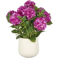 Creativ green »Hortensie«, im eleganten Topf