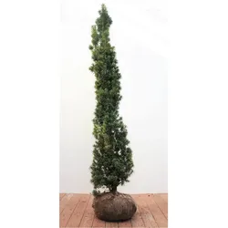 Taxus baccata 'Fastigiata', Säuleneibe, immergrün, 140–160 cm