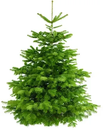 Echter Weihnachtsbaum WEIHNACHTSBAUM GURU "Nordmanntanne, Weihnachtsdeko" Weihnachtsbäume Gr. 130cm bis 150cm, grün (tannengrün) zum Aufstellen