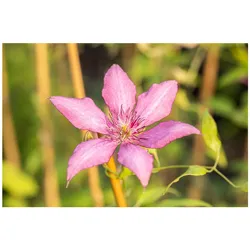 Clematis Hybride 'Giselle', Waldrebe, rosa-lila, 60–100 cm