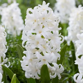 Plant in a Box - Hyazinthenzwiebeln - 20 Stk - Hyacinthus 'Carnegie' - Blumenzwiebeln - Weiß