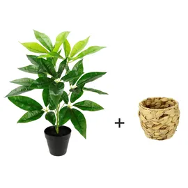 i.ge.a Kunstpflanze Schefflera im Wasserhyazinthentopf, ca. H48 cm, Grün