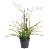 Botanic-Haus künstliche Orchidee (Orchideen Pflanze/Cymbidium) im schwarzen Kunststofftopf mit Rispen, Blättern und Luftwurzeln (Creme)