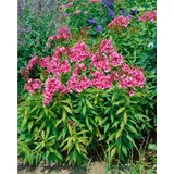 PlantaPro Phlox paniculata 'Windsor' 11x11 cm Topf – Winterhart, Mehrjährig, Pflegeleicht – Hoher Sommerphlox – Staude für Beet & Rabatte
