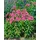 PlantaPro Phlox paniculata 'Windsor' 11x11 cm Topf – Winterhart, Mehrjährig, Pflegeleicht – Hoher Sommerphlox – Staude für Beet & Rabatte